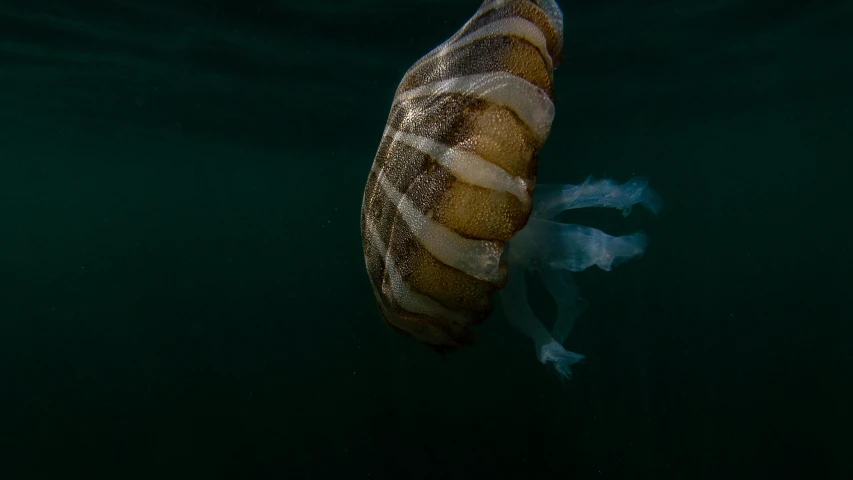 a large squid in the ocean with one fish coming out