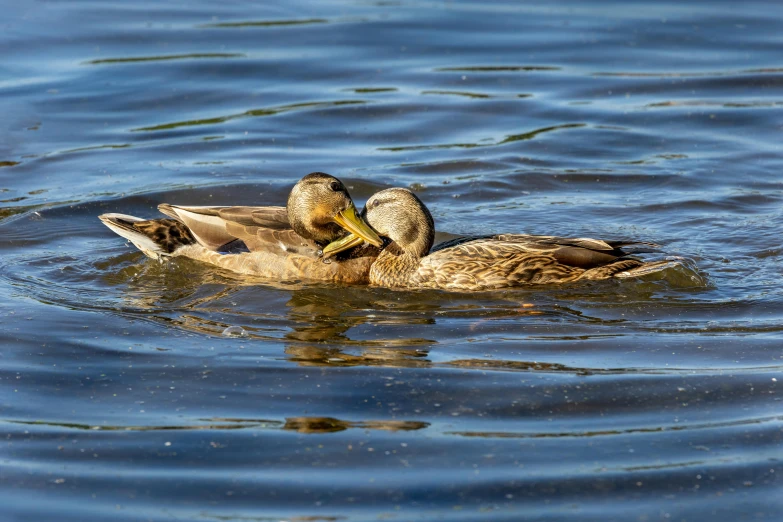 two ducklings swimming on a body of water
