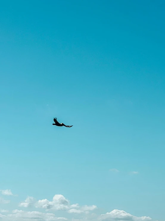 an eagle flying over a rocky cliff near the ocean