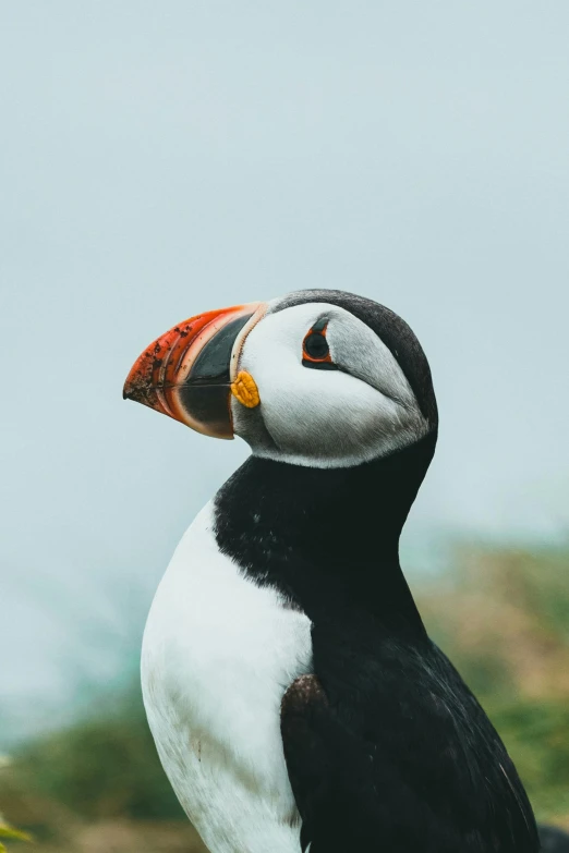 a bird with a colorful beak sits on the rock