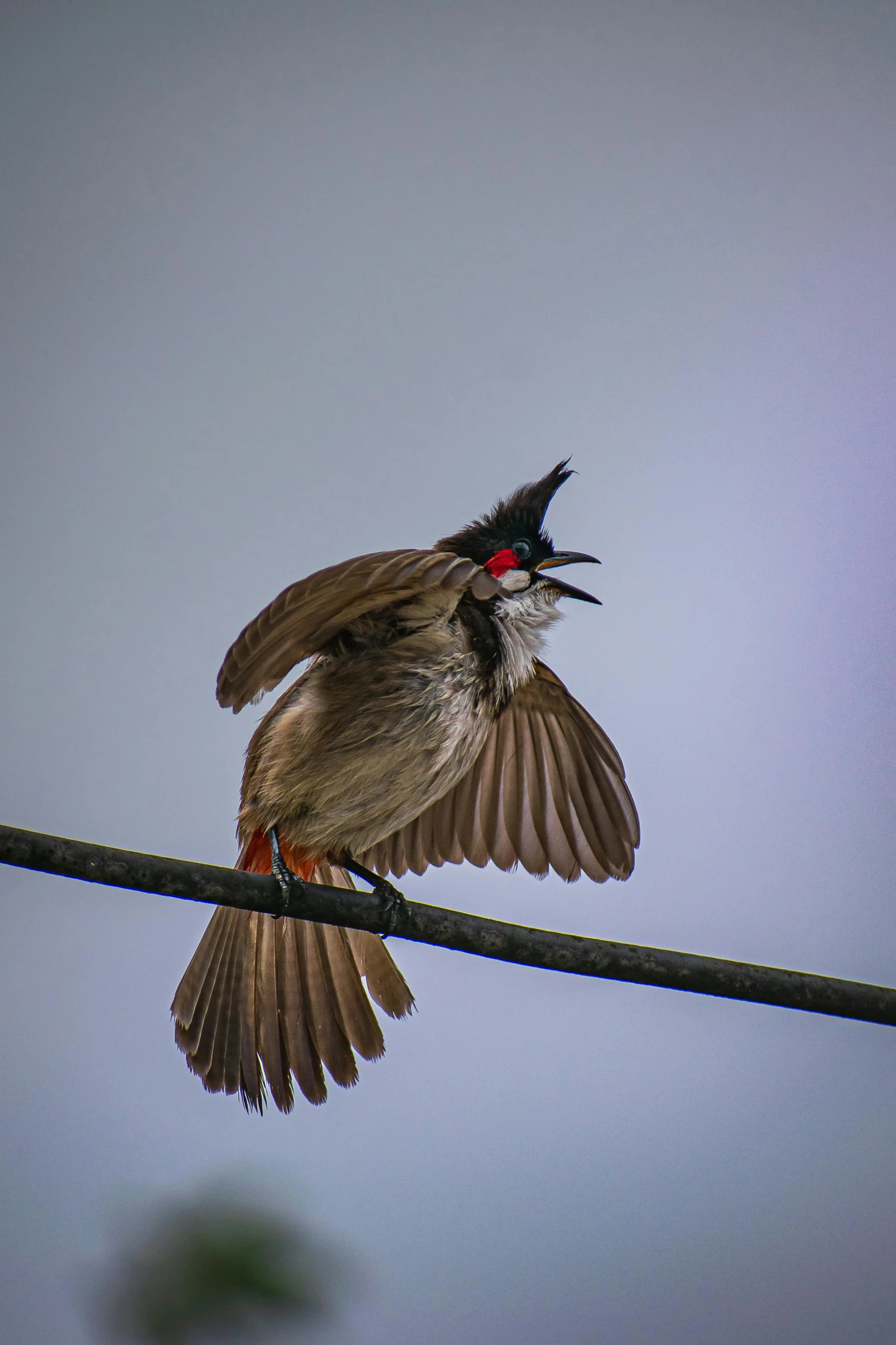 a bird with a black crown sitting on top of an electric wire