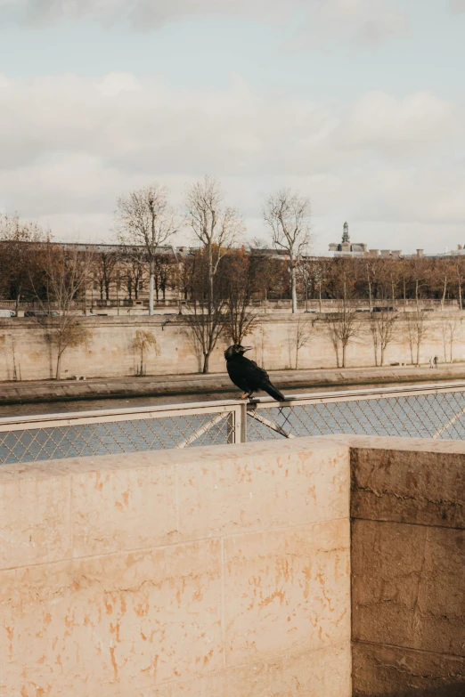 a lone black bird perched on the edge of an outdoor enclosure