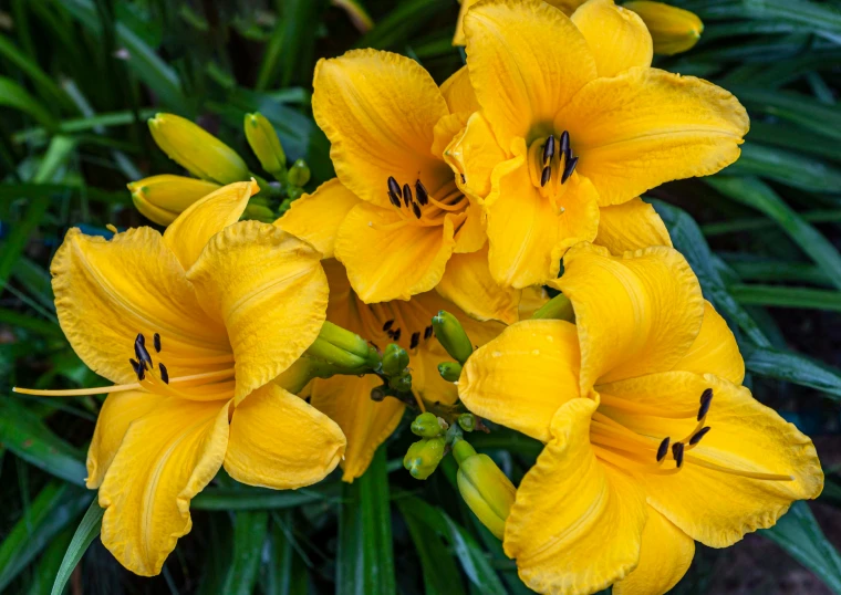 yellow flowers that are blooming next to grass