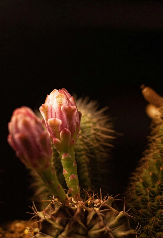 a small cactus flower in a pot