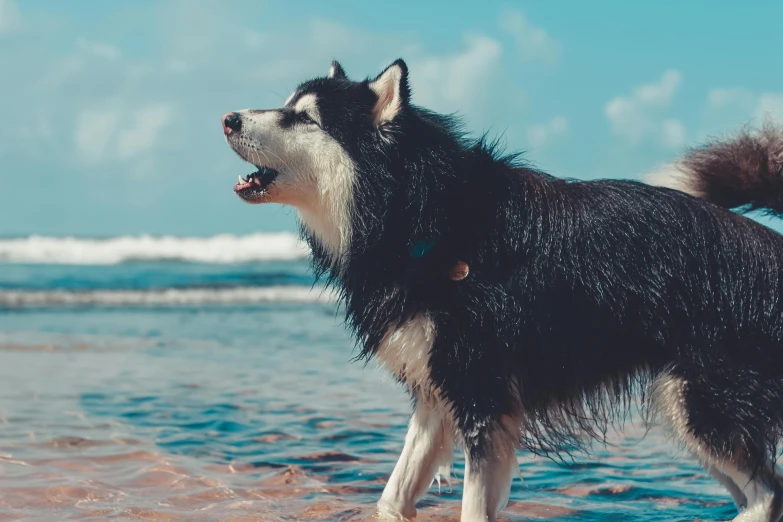 a dog is standing on the beach looking at soing