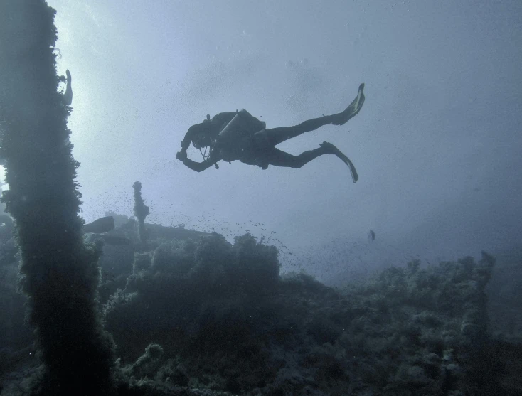 a man scubas over some vegetation in the ocean