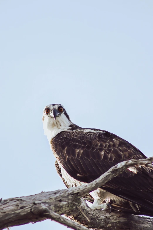 there is a very large bird perched on a nch