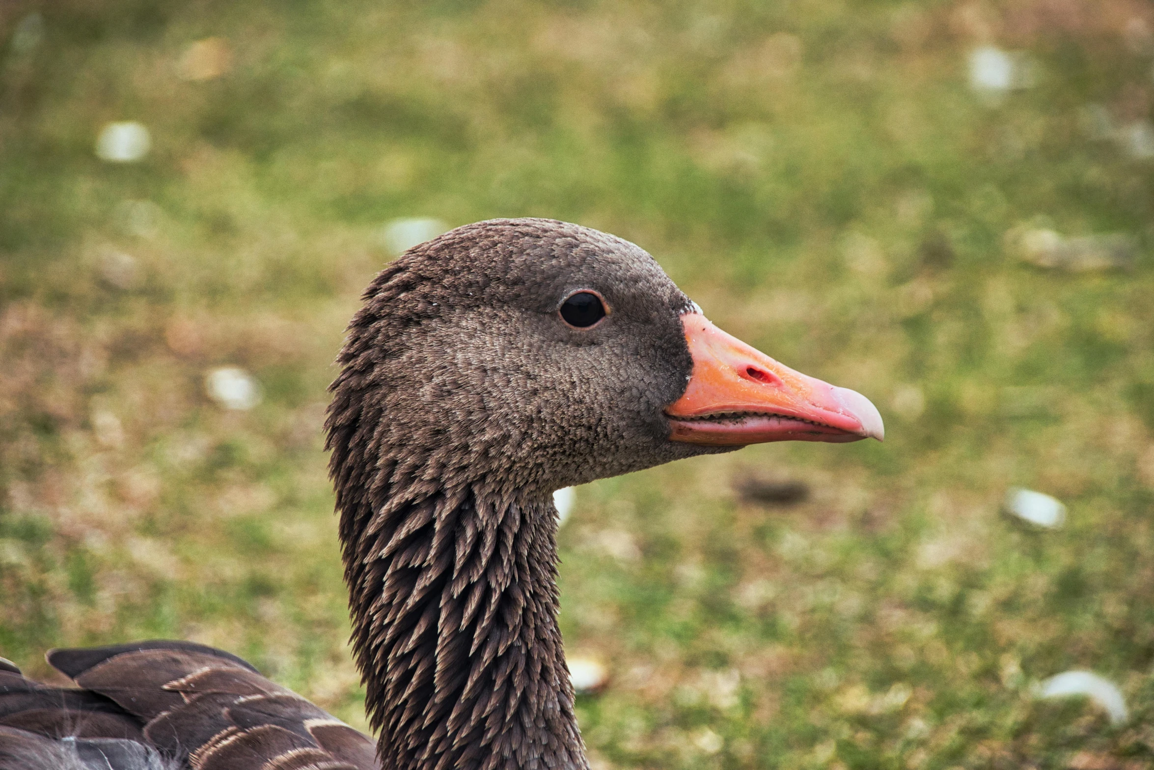 a closeup image of a black bird in the grass