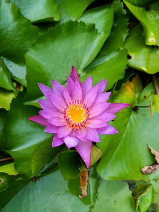 a pink flower with leaves in a pond