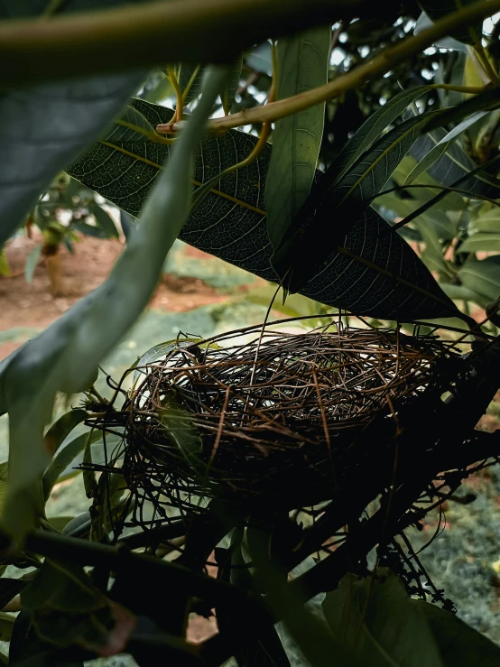 a nest made out of small bird's eggs sitting on a tree nch