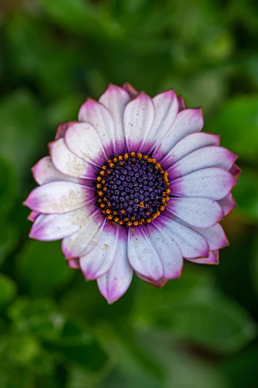 a pretty purple and white flower with some yellow centers