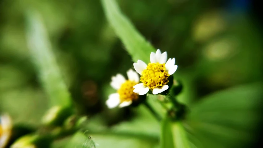 a single white and yellow flower in some green plants