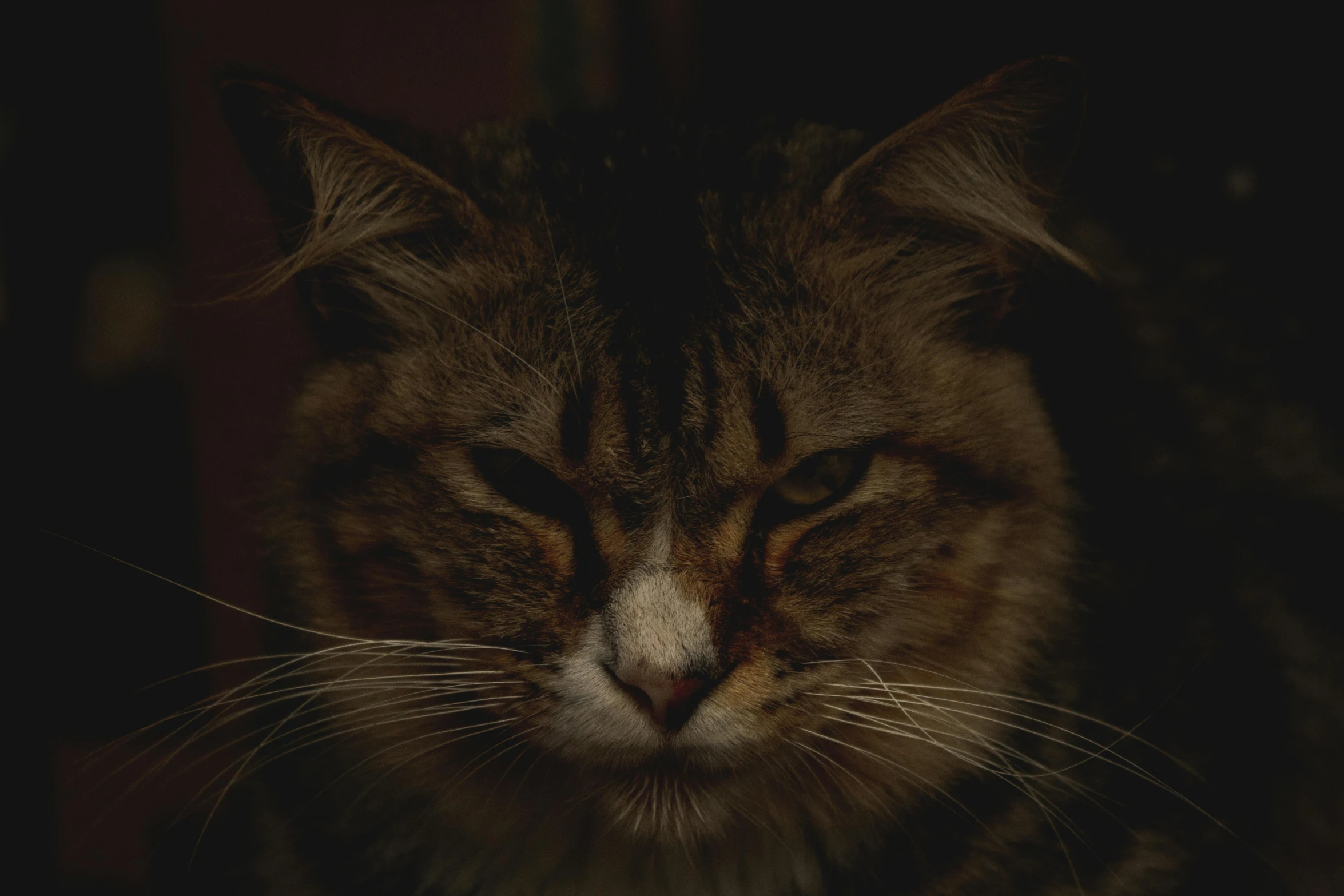 a cat in the dark with its eyes closed