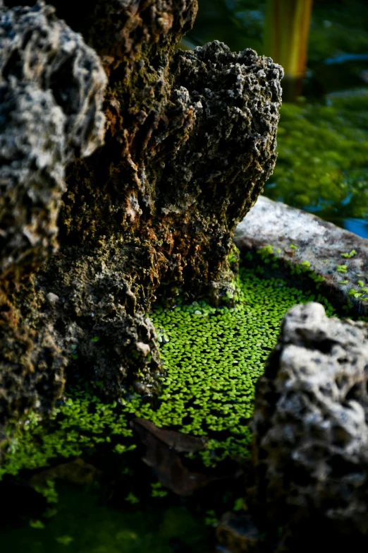 some moss in some rocks and water