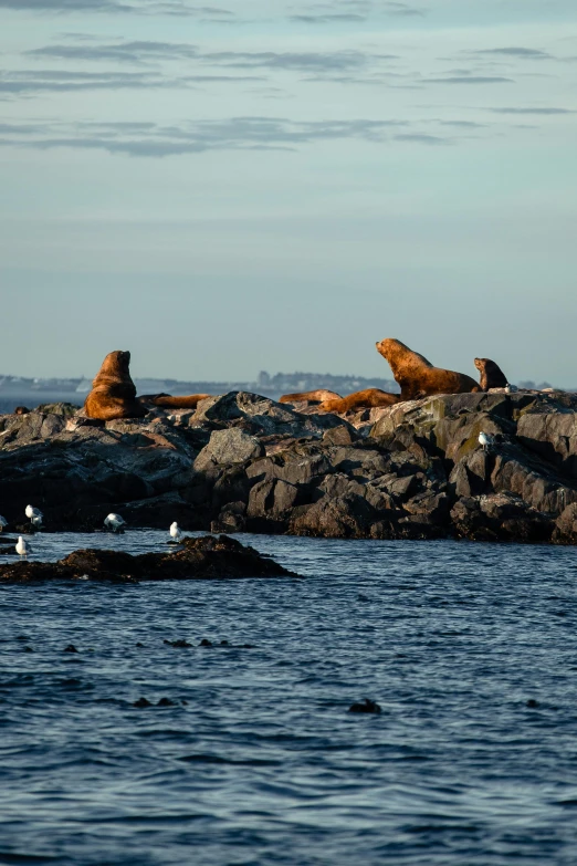 sea lions lounging on some rocks by the ocean