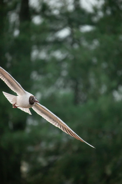 a white bird is flying next to a green tree