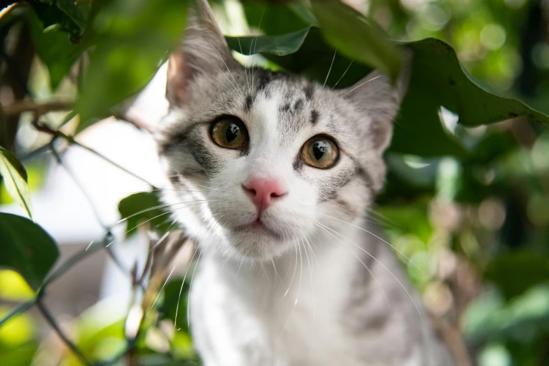 a grey and white cat looking out from the leaves of a tree