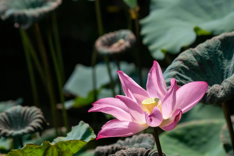 a pink lotus flower in full bloom on a green leafy pond