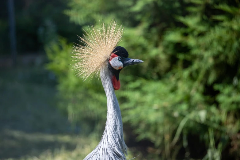 a tall bird with long white feathers stands on some water