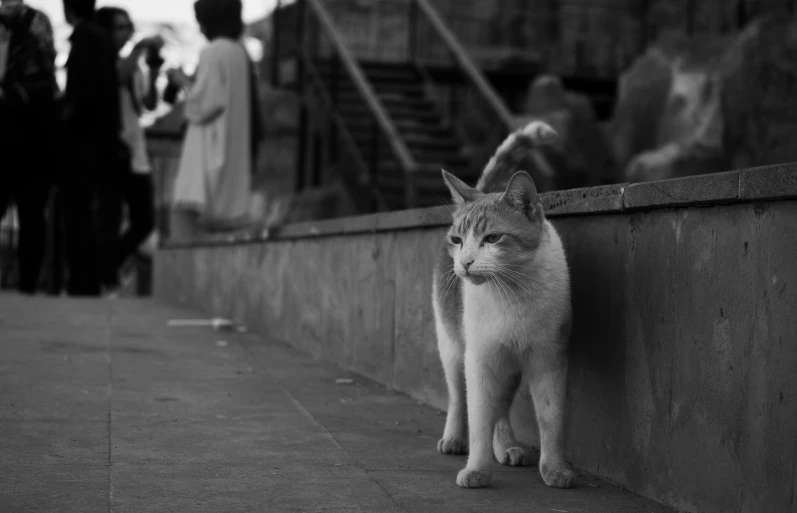 a cat that is standing on the side of a wall