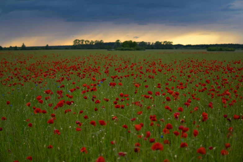 a field with tall grass and lots of red flowers