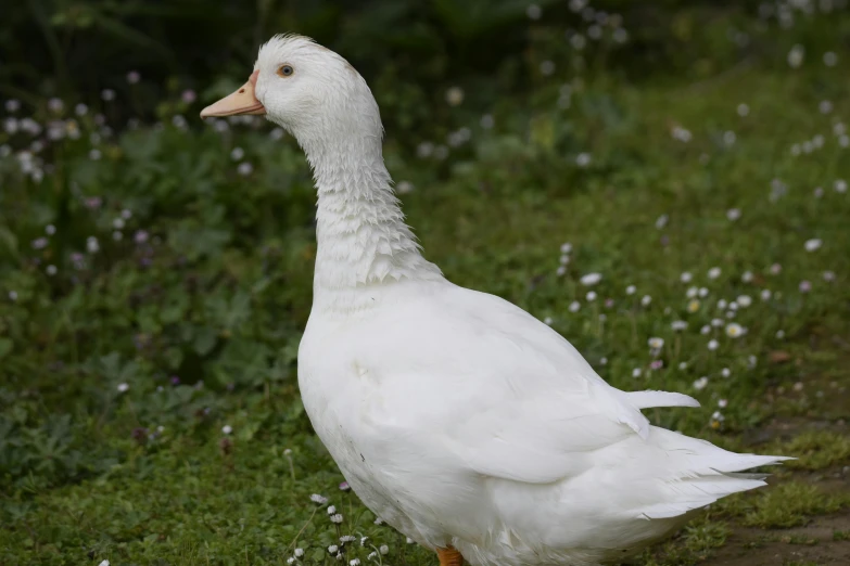 a duck in the grass on the edge of some grass