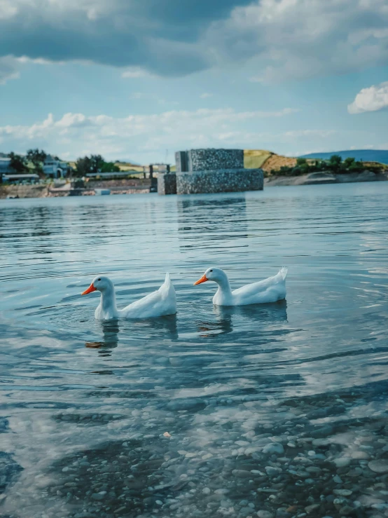 two geese in the water with an island in the background