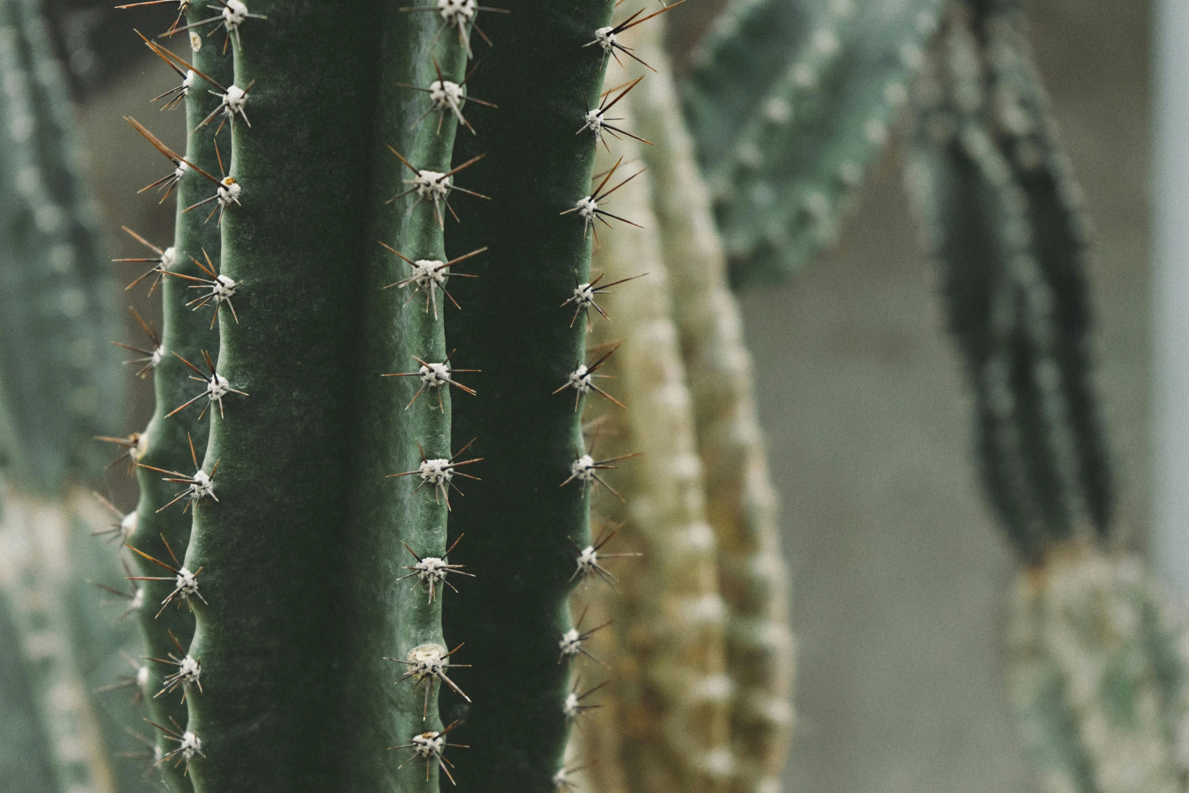 a green cactus standing in front of an image of another cactus