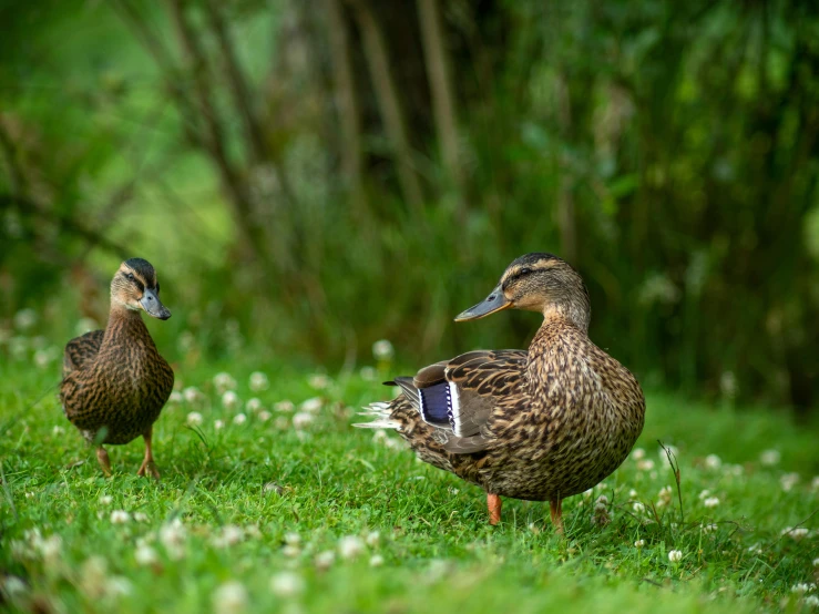 ducks standing on the grass outside during the day