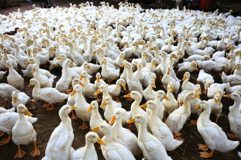 an array of white ducks all standing next to each other