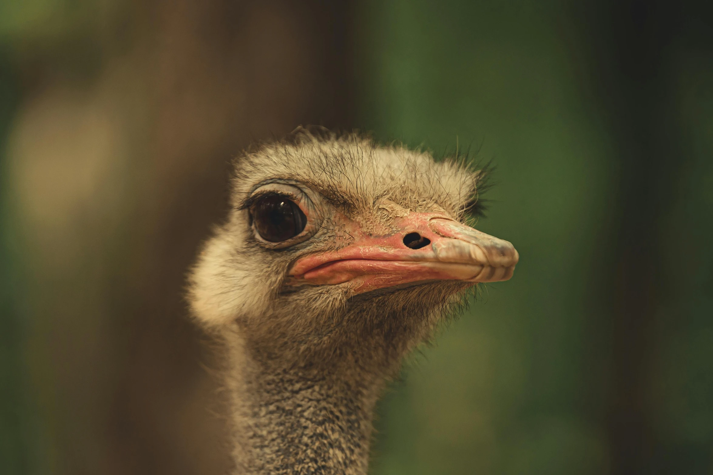 the ostrich is looking at soing out in a field