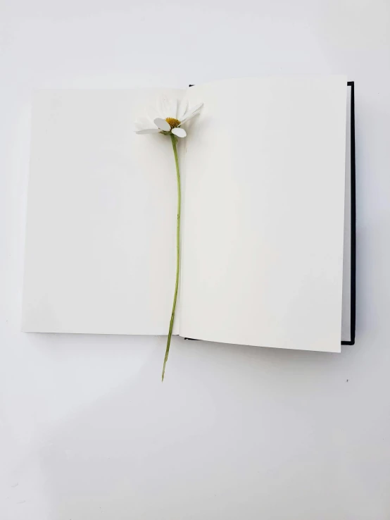 a white flower sticking out from an open book