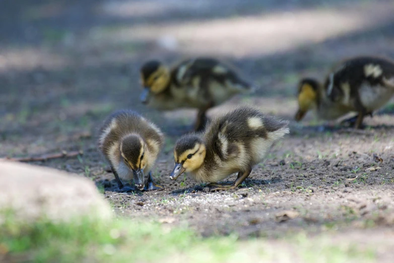 three little chicks standing around in the dirt