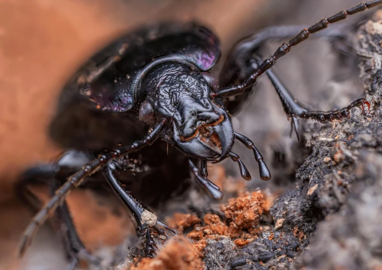 a close - up s of a jumping black beetle