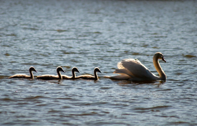 two adult swans and three young ones in the water