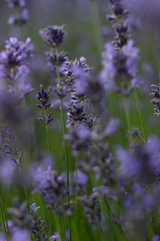 lavender flowers growing on the green grass