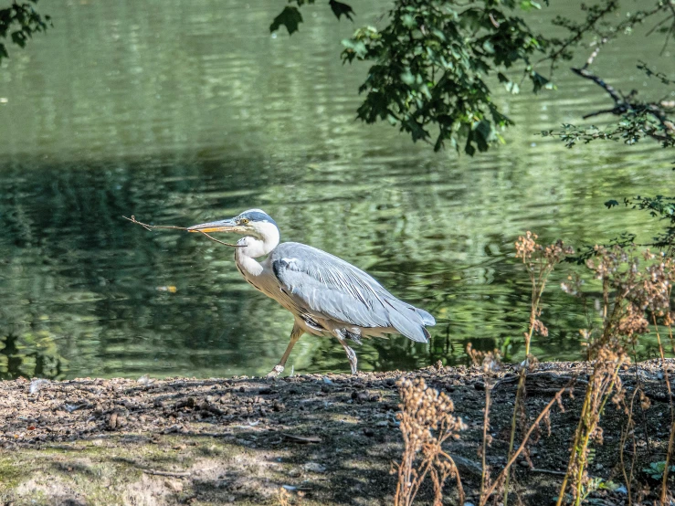 a heron in a swampy area stands on the edge of the water