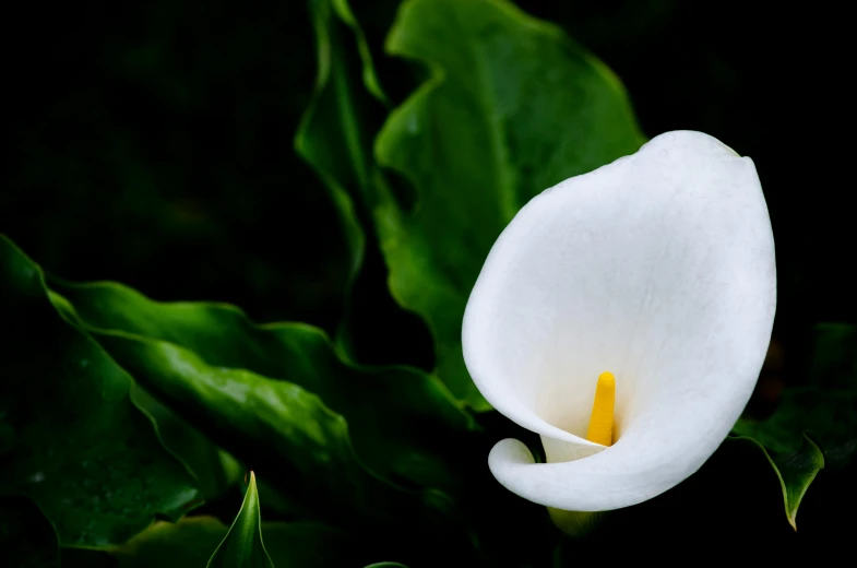 a white flower is growing near leaves