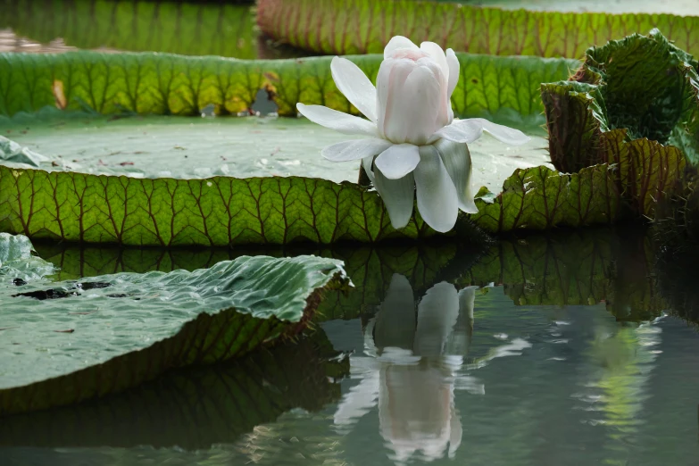 a single white waterlily in front of lily pads