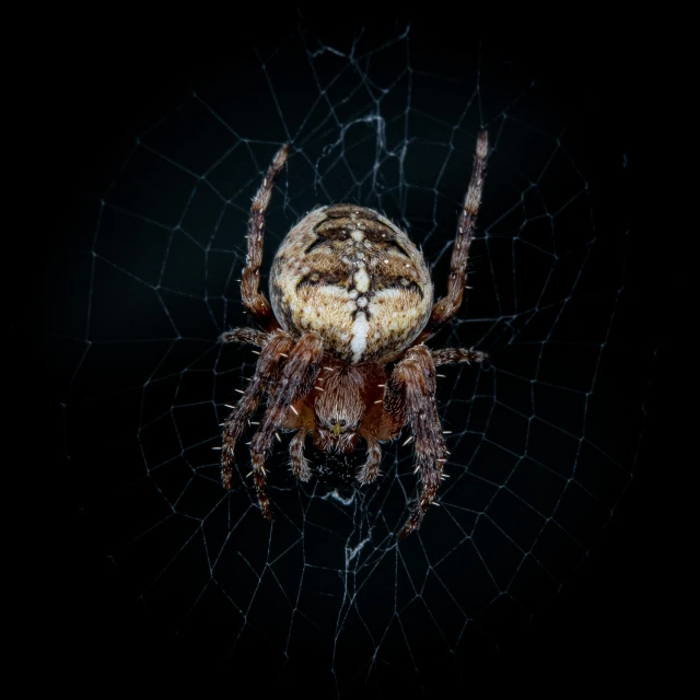 spider that looks like it is outside in the dark
