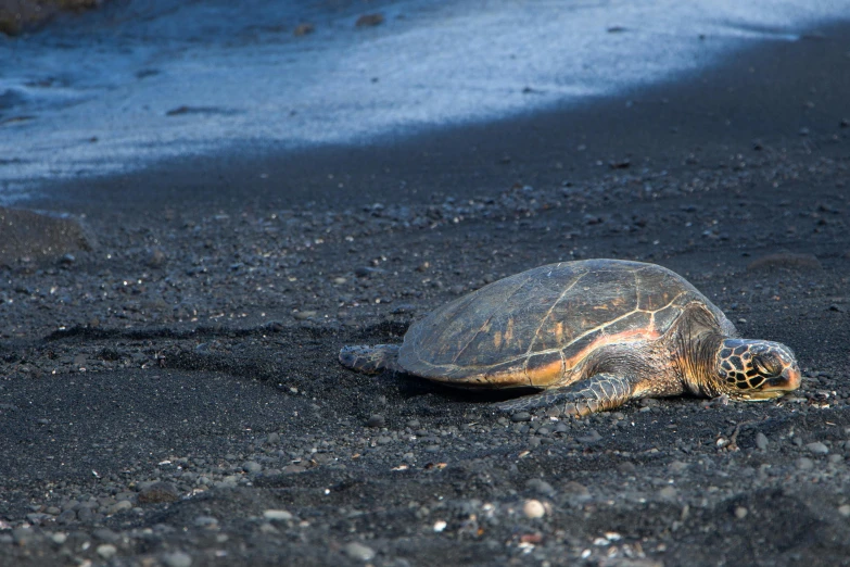 a green turtle is laying on the black sand
