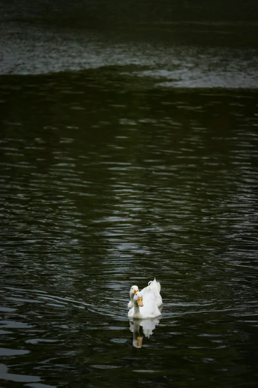 a goose swimming in water near grass and rocks