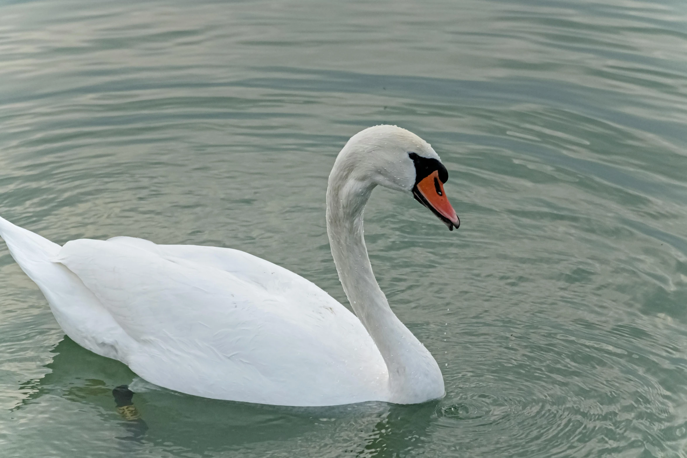 a white swan in the water and its red beak