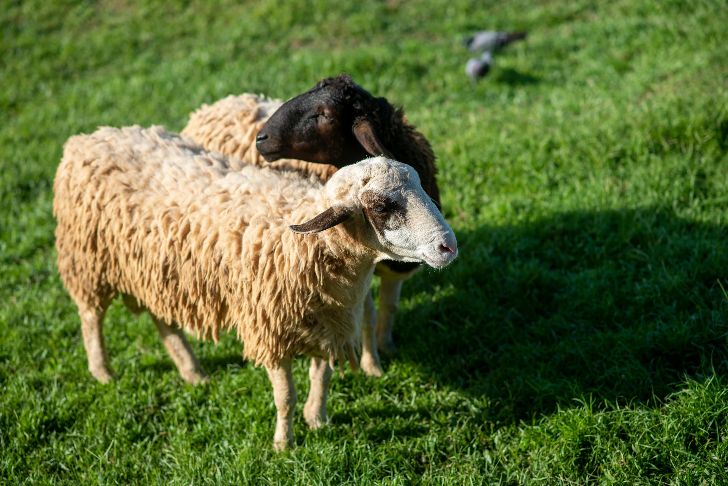 two black and brown sheep stand together in the grass