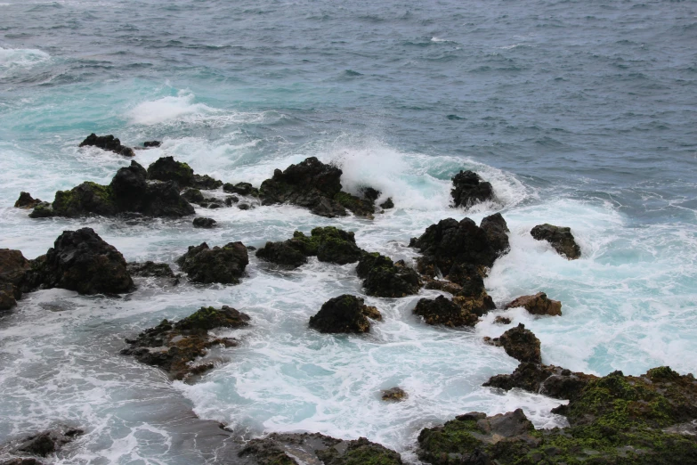 a bird sitting on top of a rock near the ocean