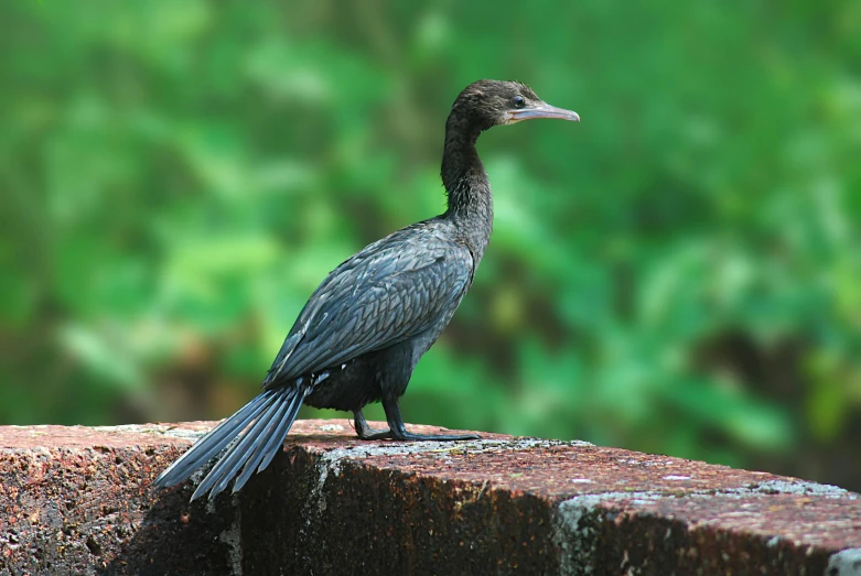 a bird is perched on the edge of a ledge