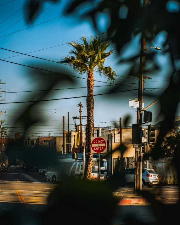 there is an intersection on the street with palm trees