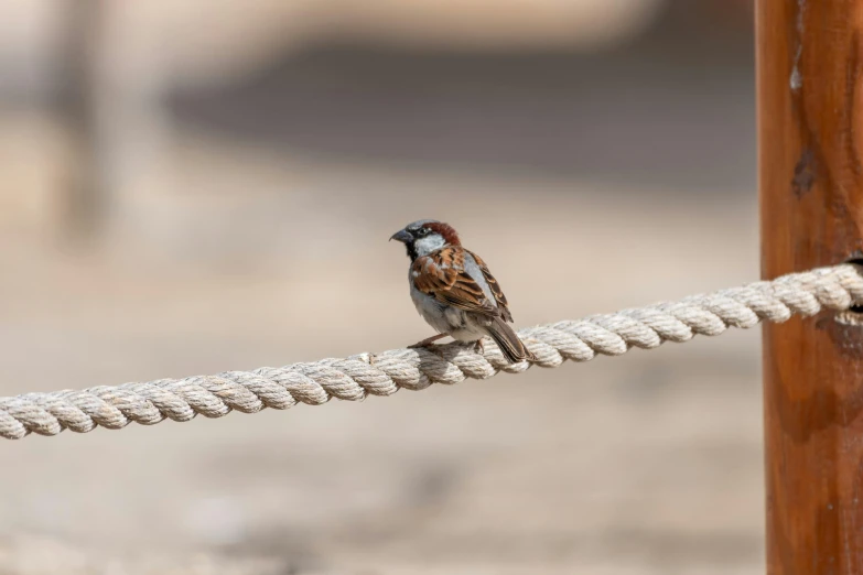 a brown bird sitting on top of a rope next to a pole