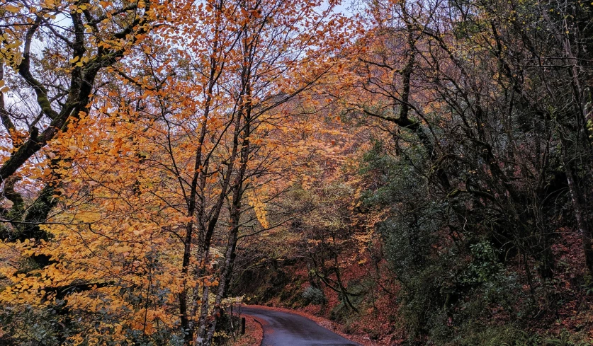 an empty road running through the trees in autumn