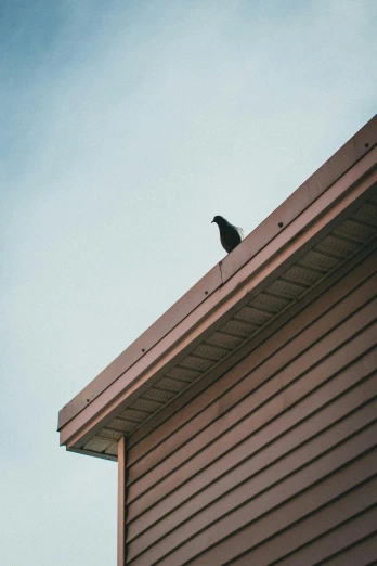 a bird is sitting on the ledge of a house